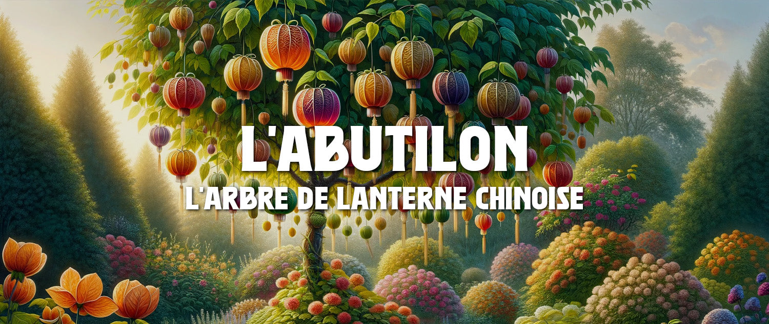 L’Arbre de Lanterne Chinoise : l'Abutilon